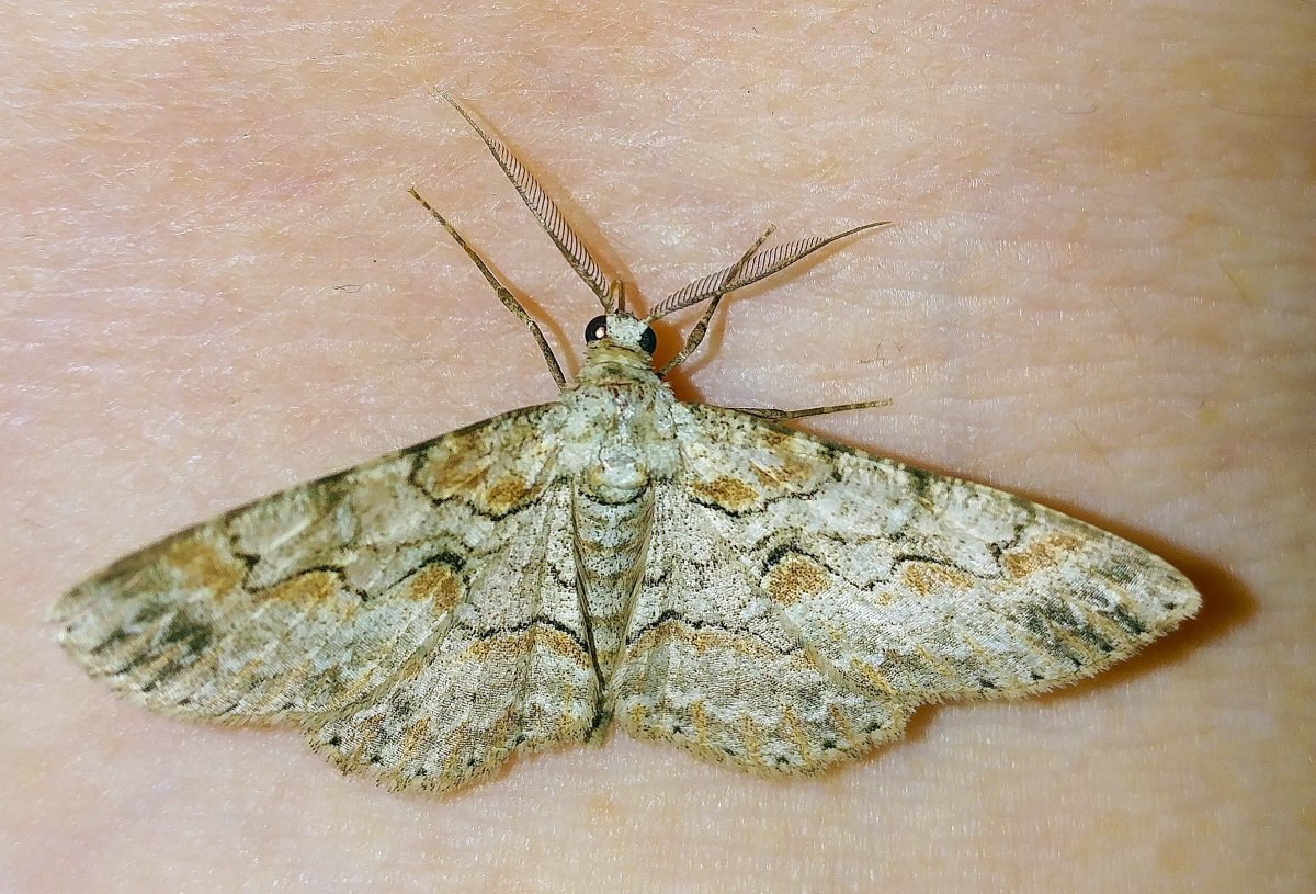 Платяная моль Имаго