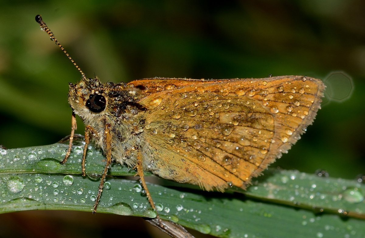 Бабочки моли оливковая ЭКОФОРА