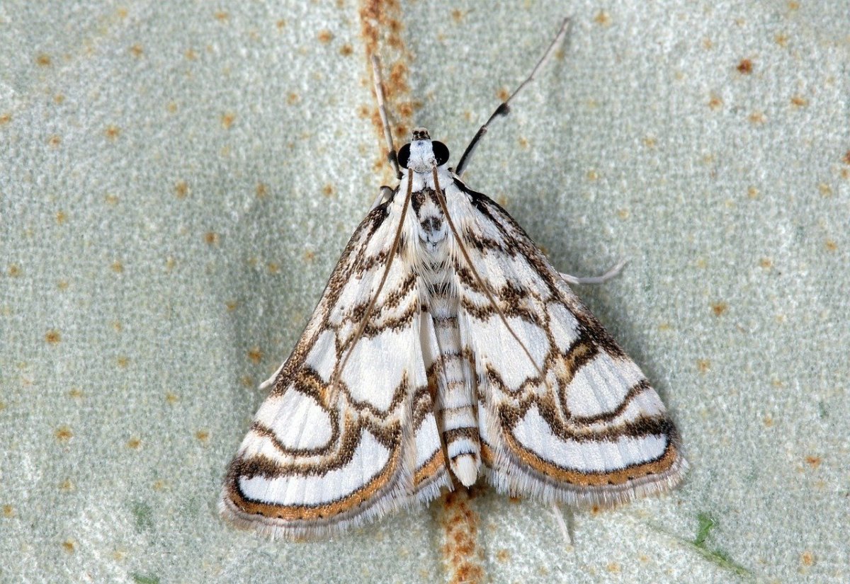 Платяная моль (Tineola bisselliella)