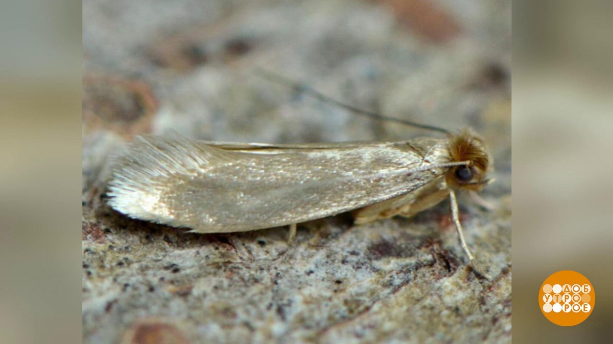Платяная моль Имаго