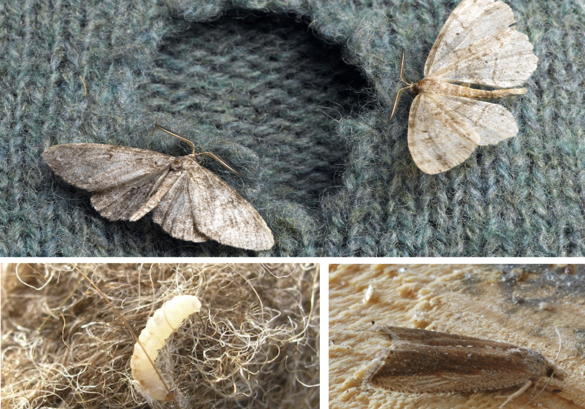 Восковая моль бабочка