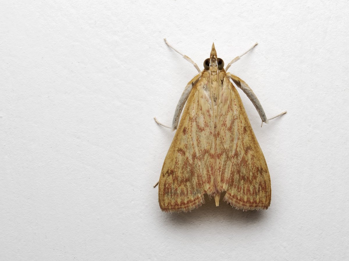 Непарный шелкопряд бабочка