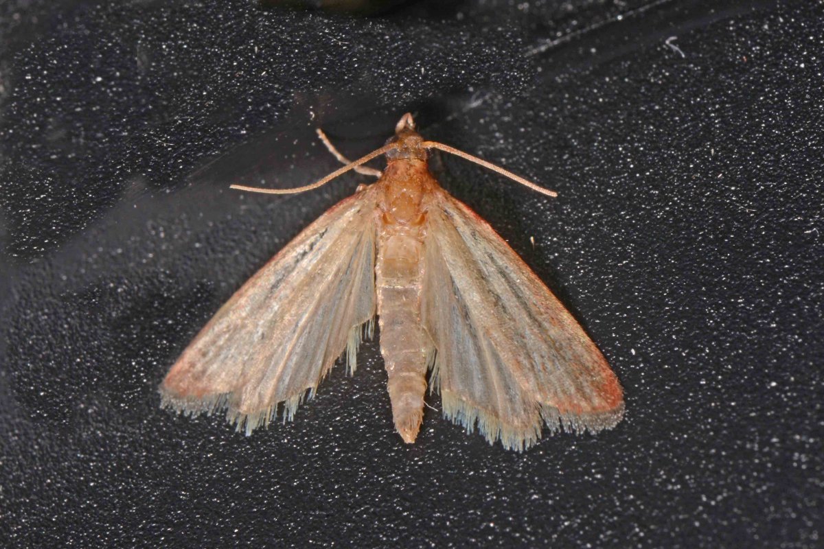 Платяная моль (Tineola bisselliella)