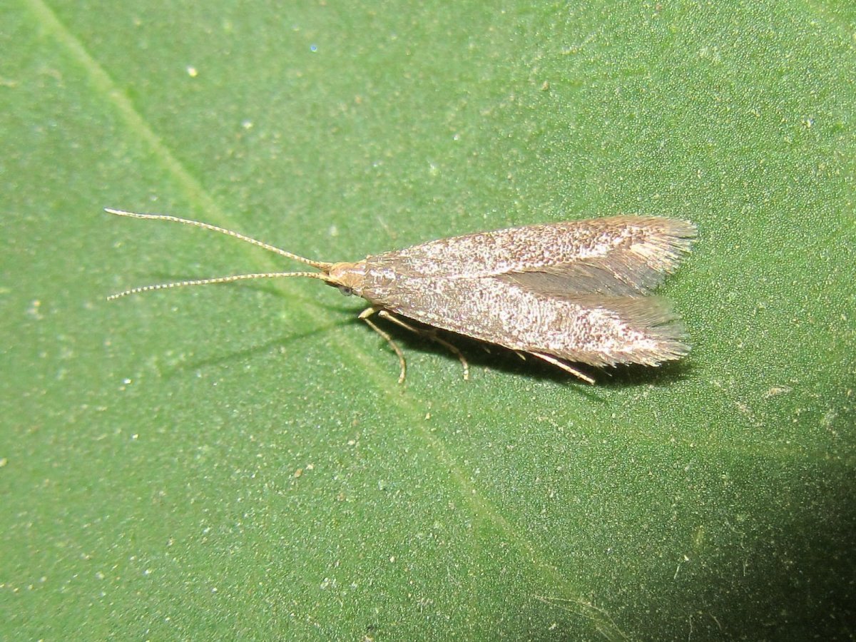 Бабочка одежной моли