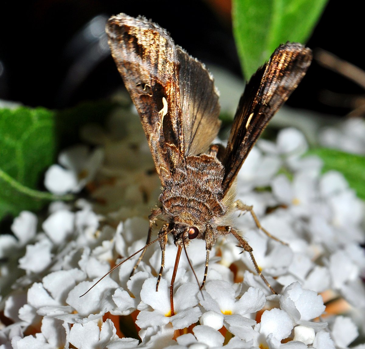 Жук шелкопряд