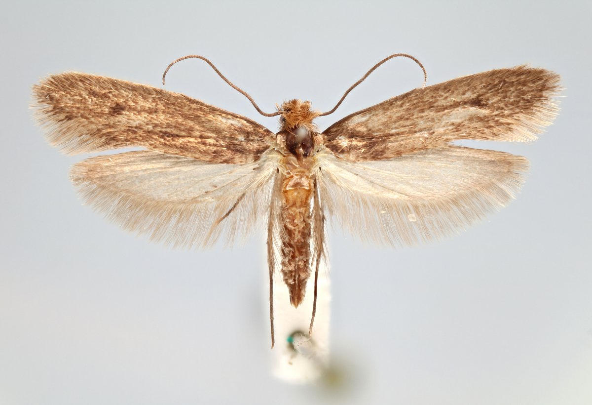 Книжная моль