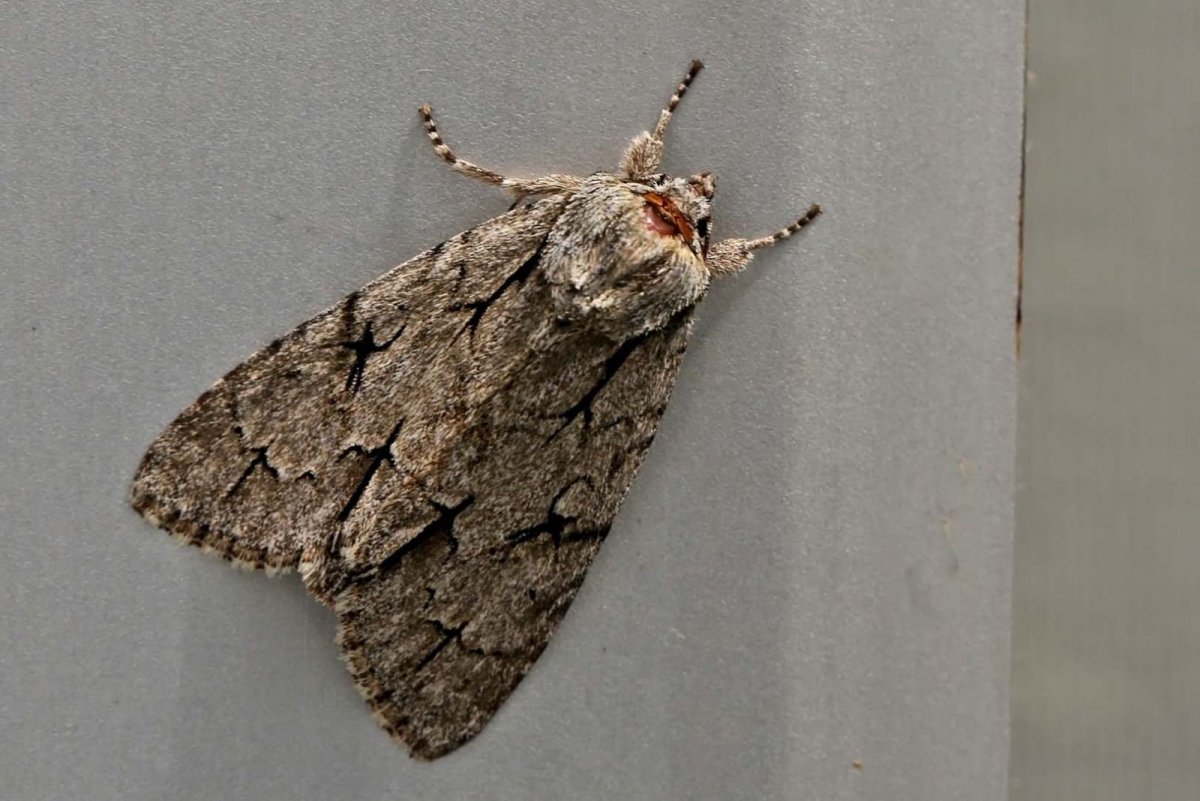 Арктиновая моль Creatonotos Gangis