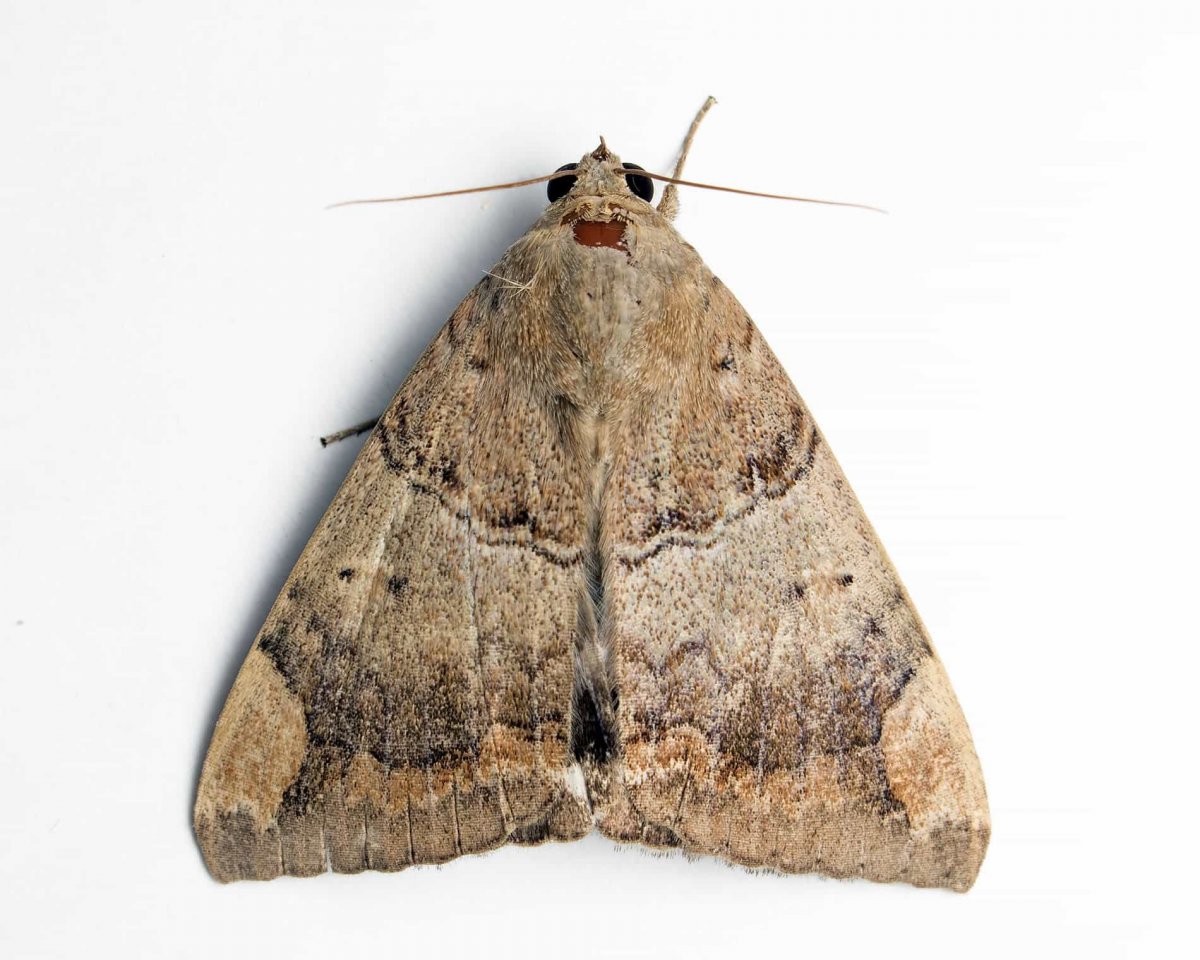 Полевая моль