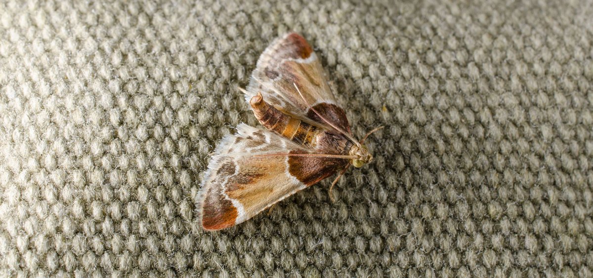 Бабочки Двукрылые.блохи