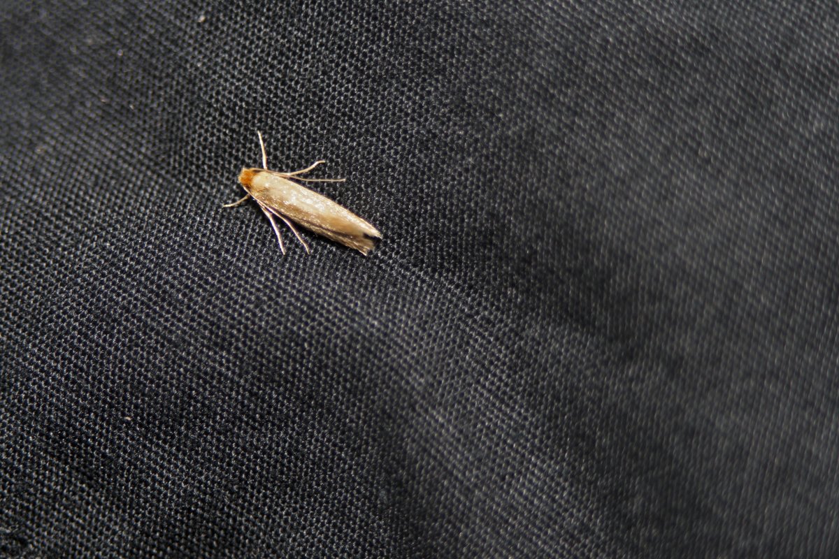 Золотистая моль