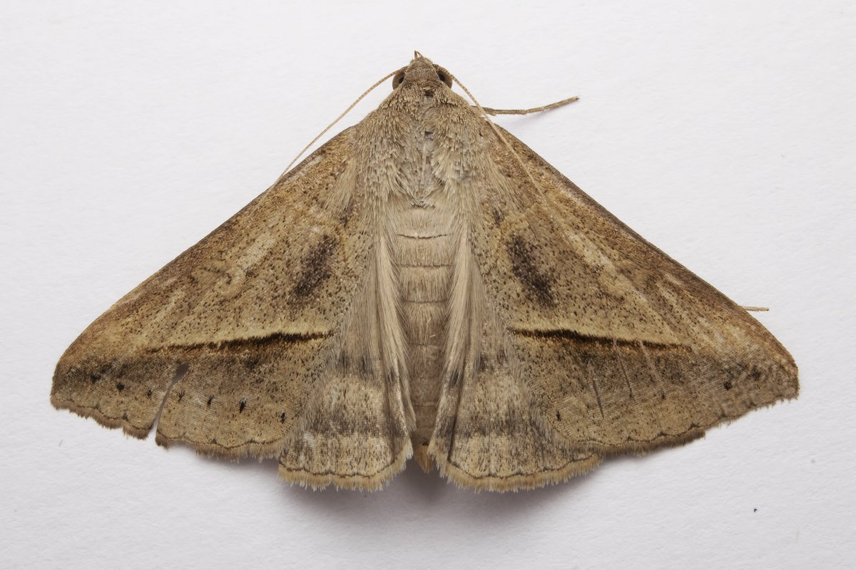 Оливковая ЭКОФОРА бабочка