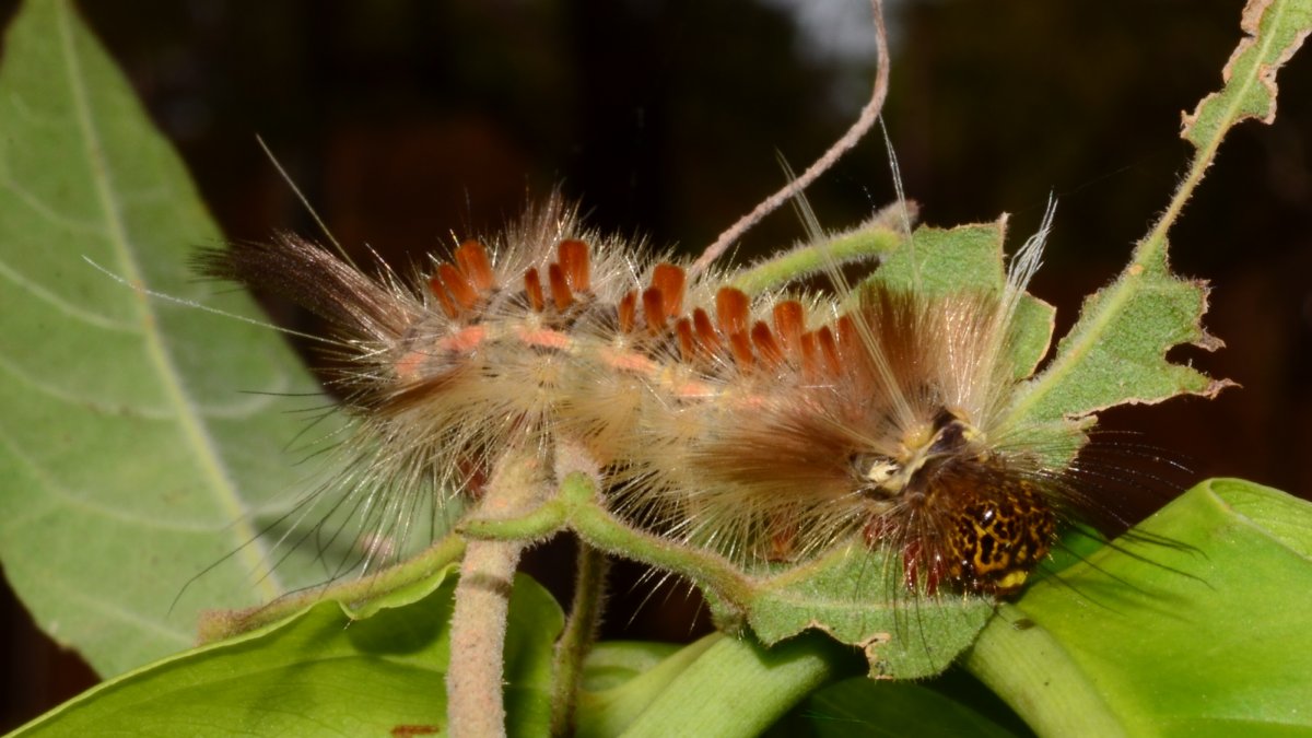 Древесная моль