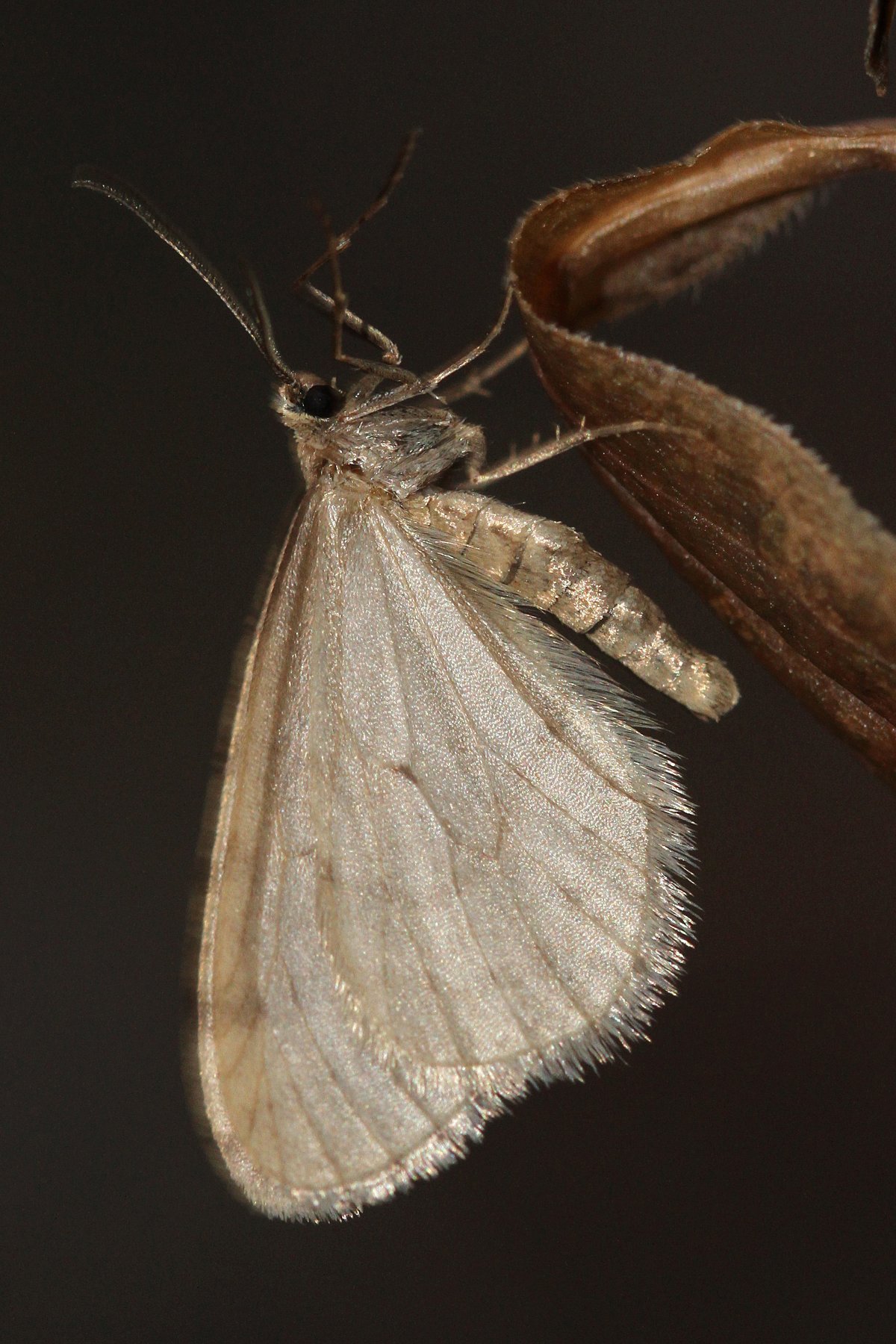 Платяная моль Имаго