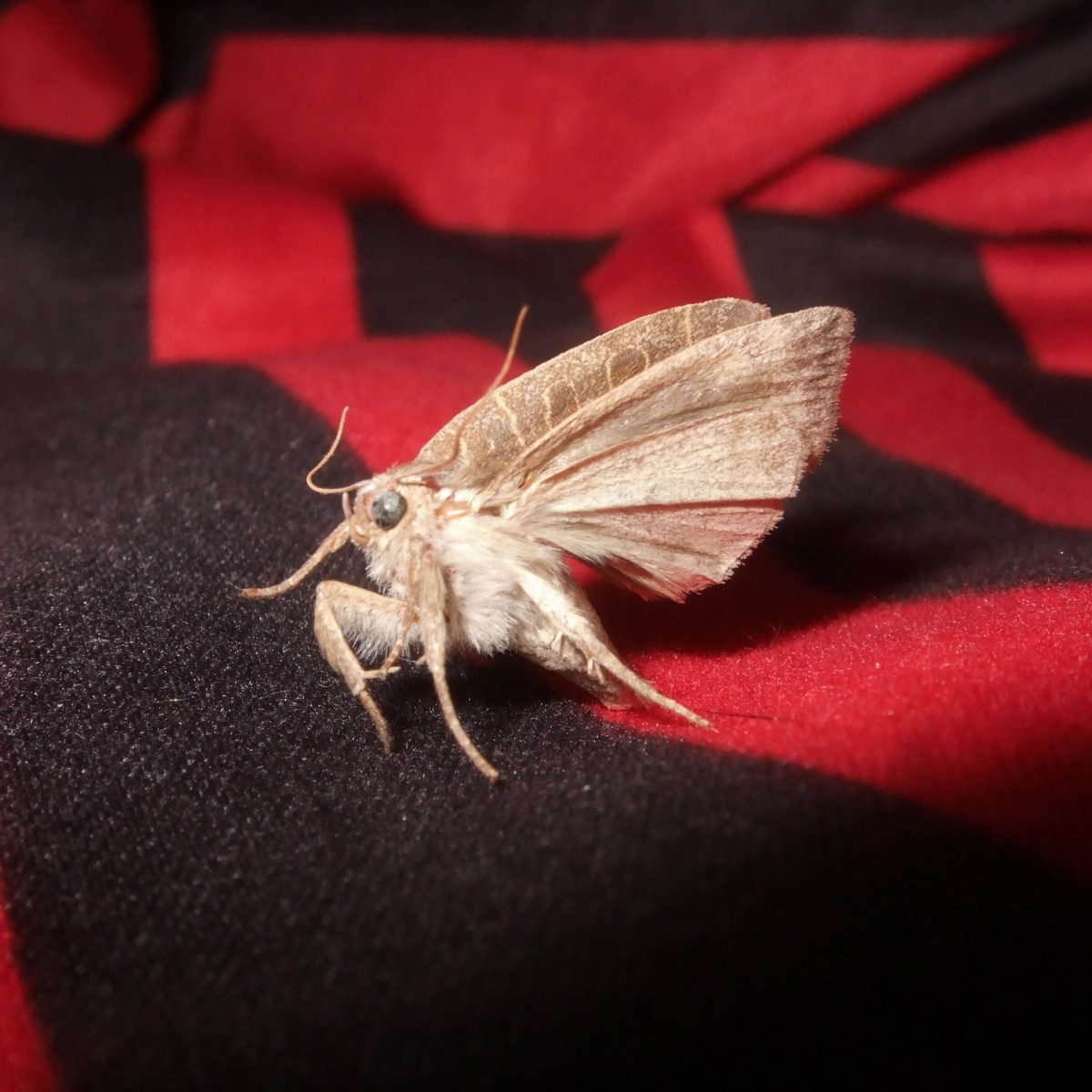 Горностаевая Черемуховая моль