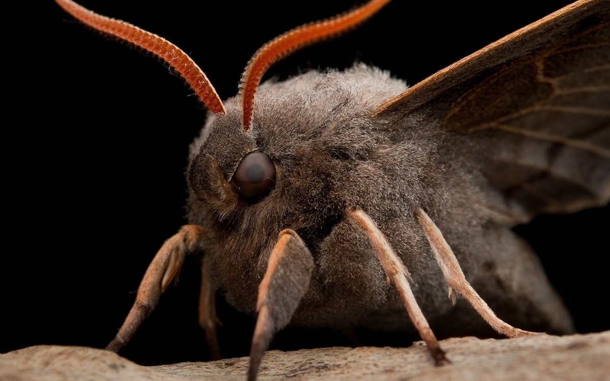 Моль Богонга