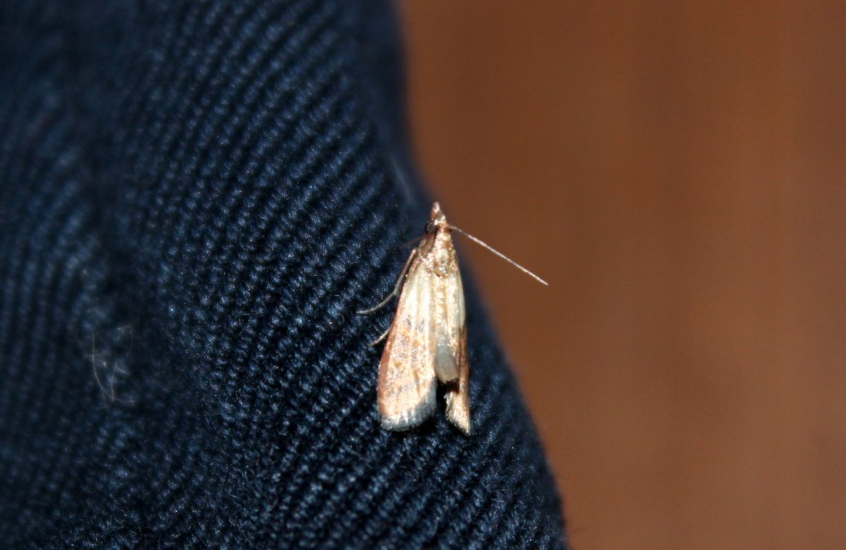Моль шерстяная