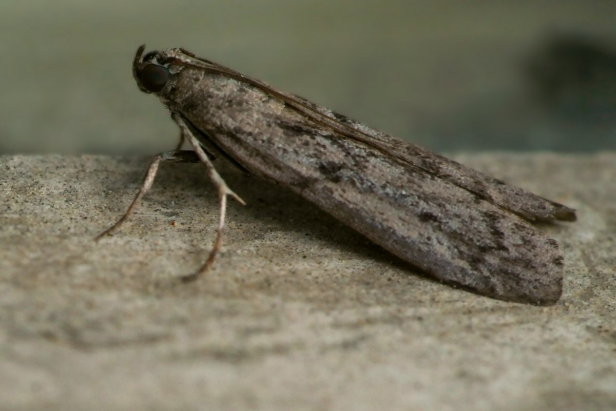 Личинка моли платяной