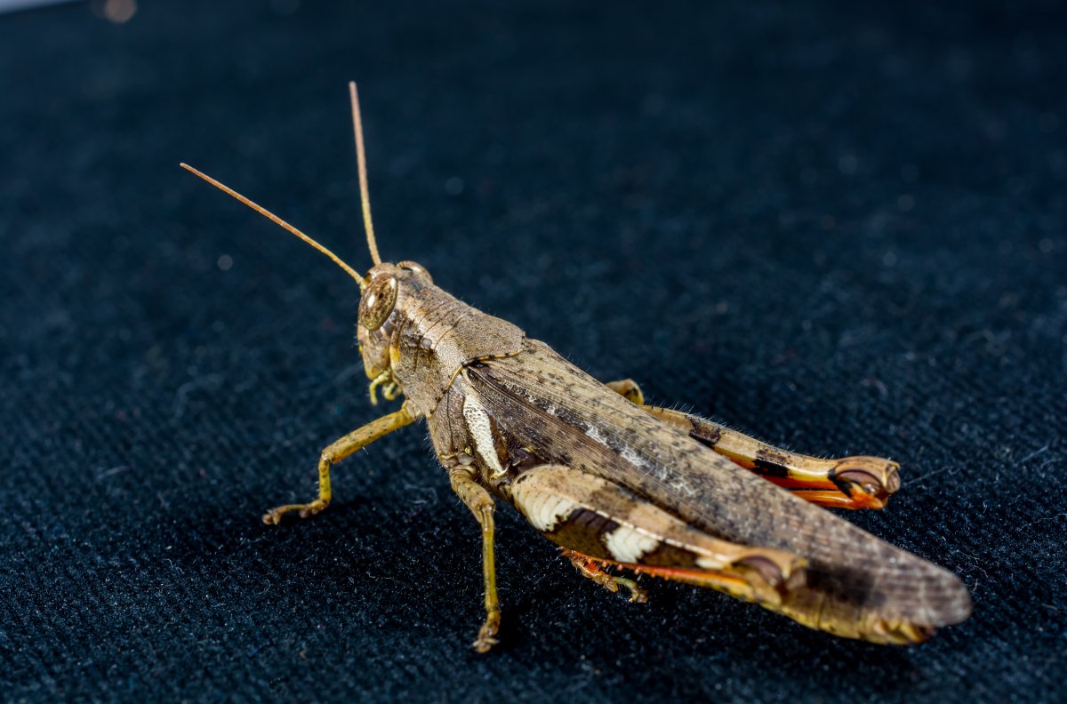 Моль Макросъемка