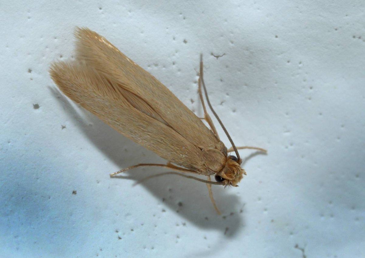 Моль платяная шелкопряд