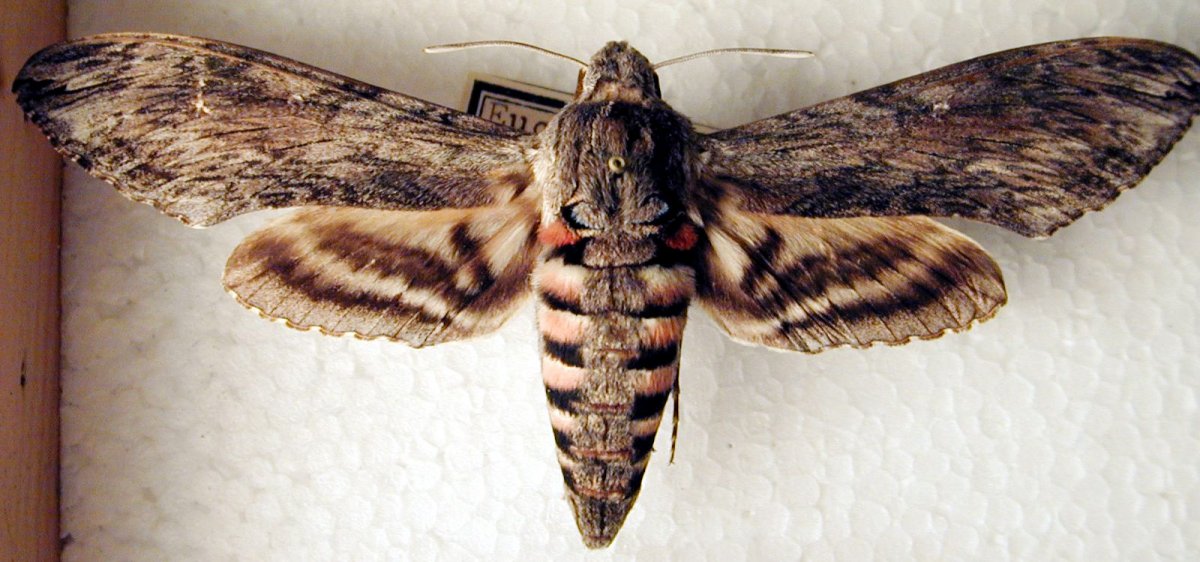 Бабочка Медведица крапчатая