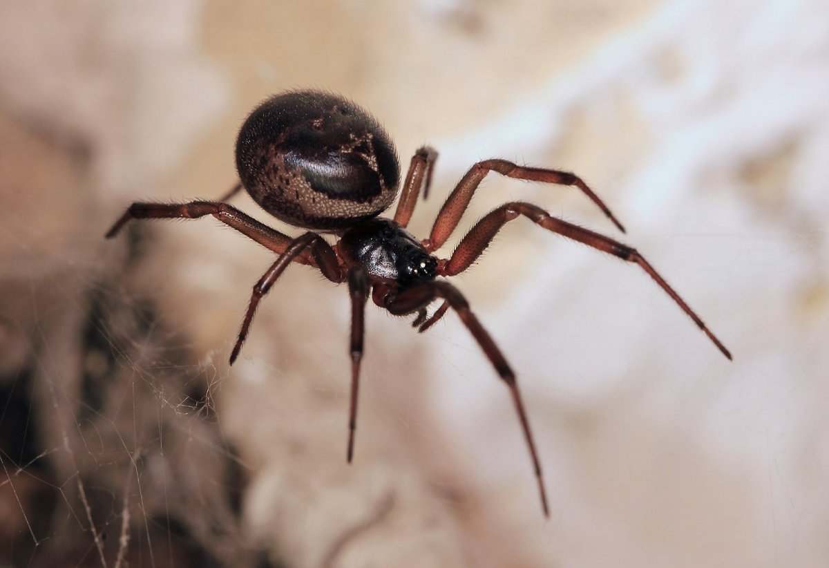 Steatoda Nobilis