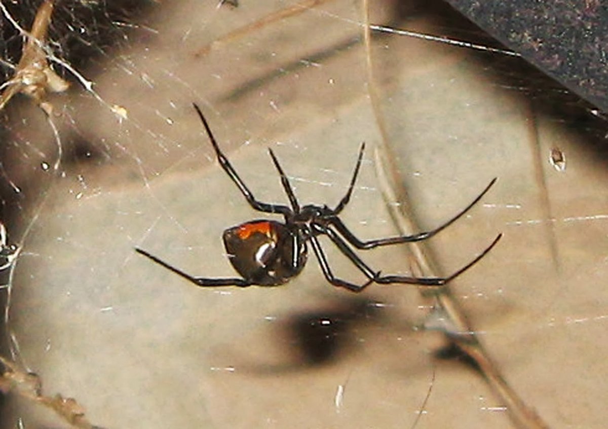 Чёрная вдова паук Австралия