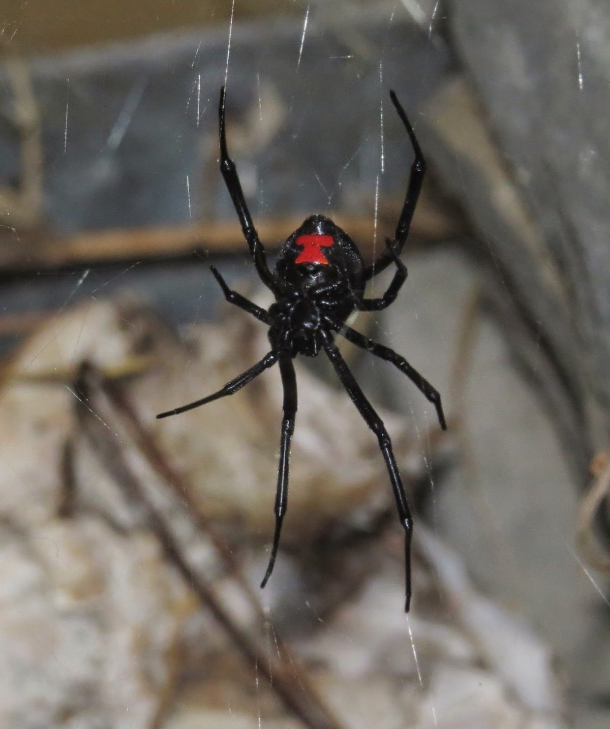 Чёрная вдова паук