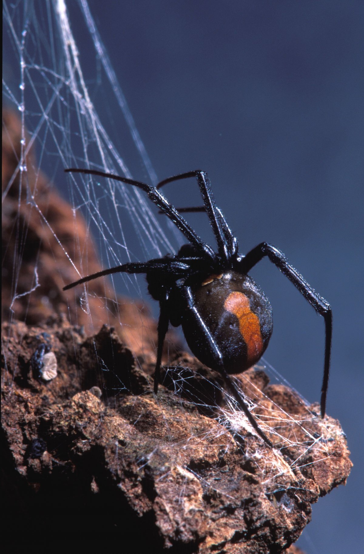 Паук черная вдова детеныш