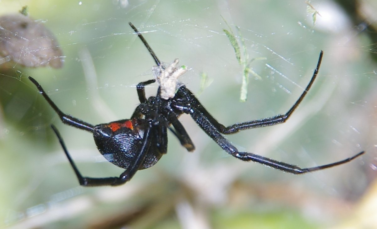 Паук Steatoda paykulliana