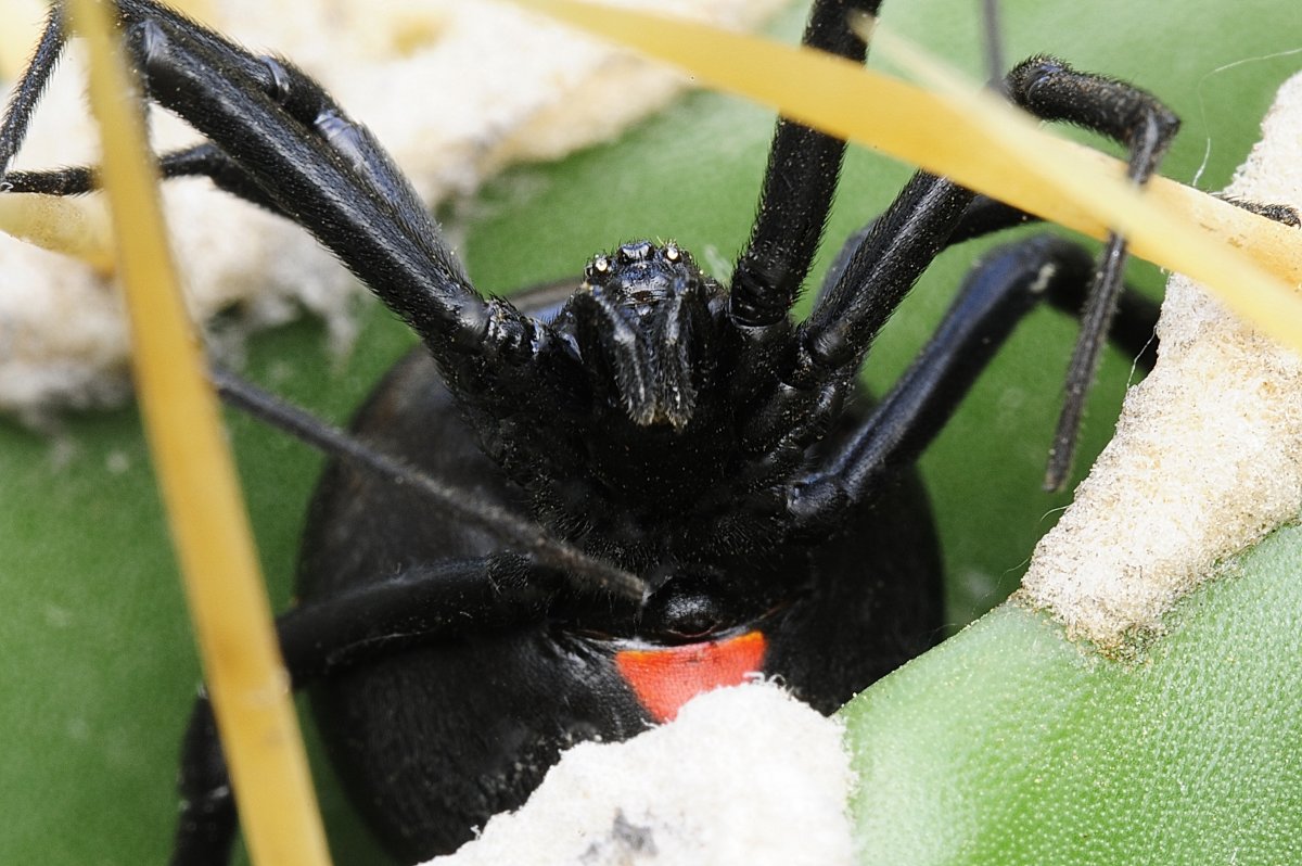 Чёрная вдова паук классификация