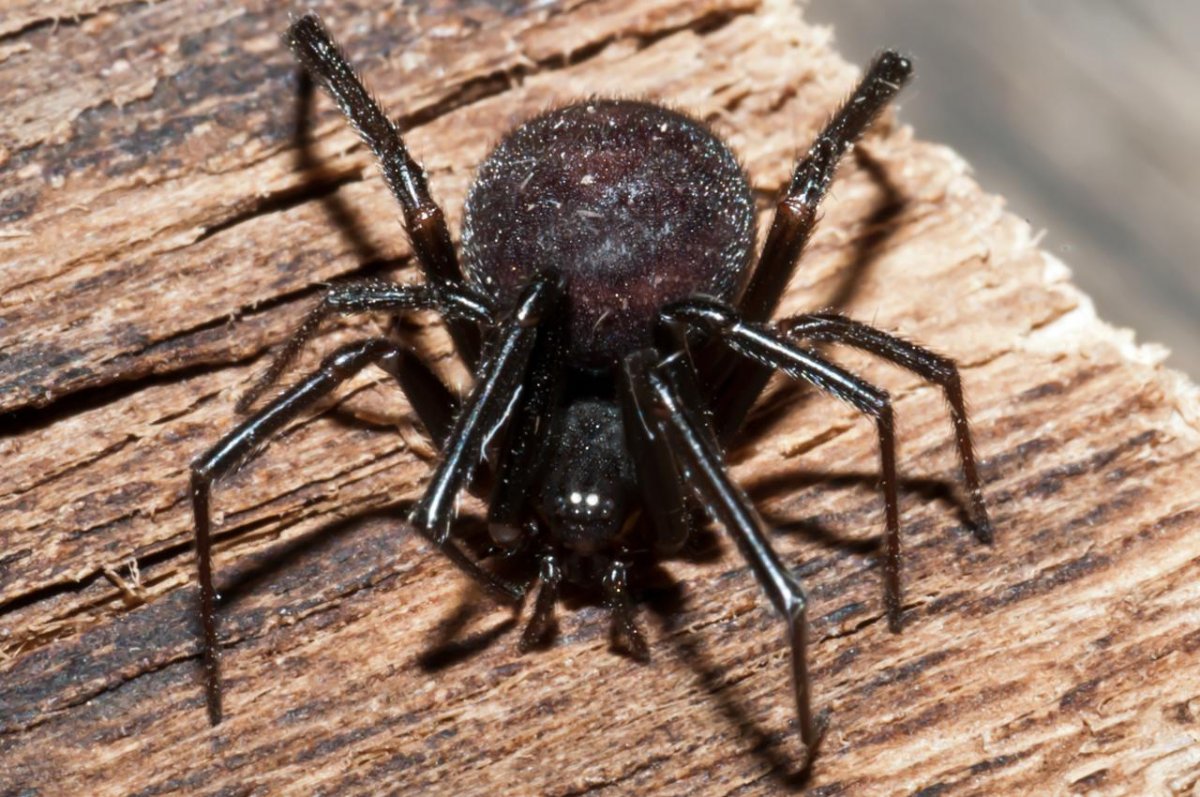 Паучата черной вдовы