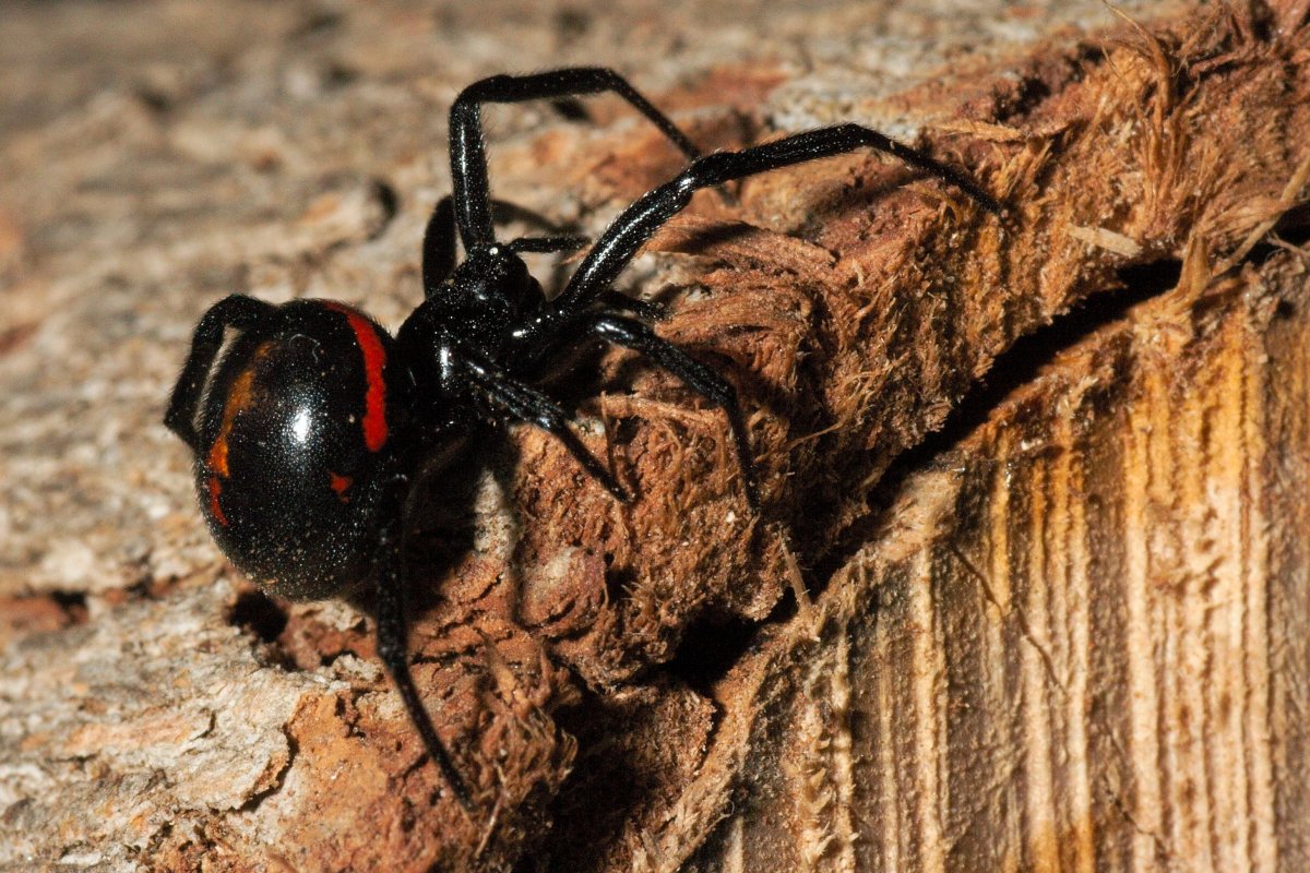 Паук австралийская вдова (красноспинный паук)(Latrodectus hasselti)