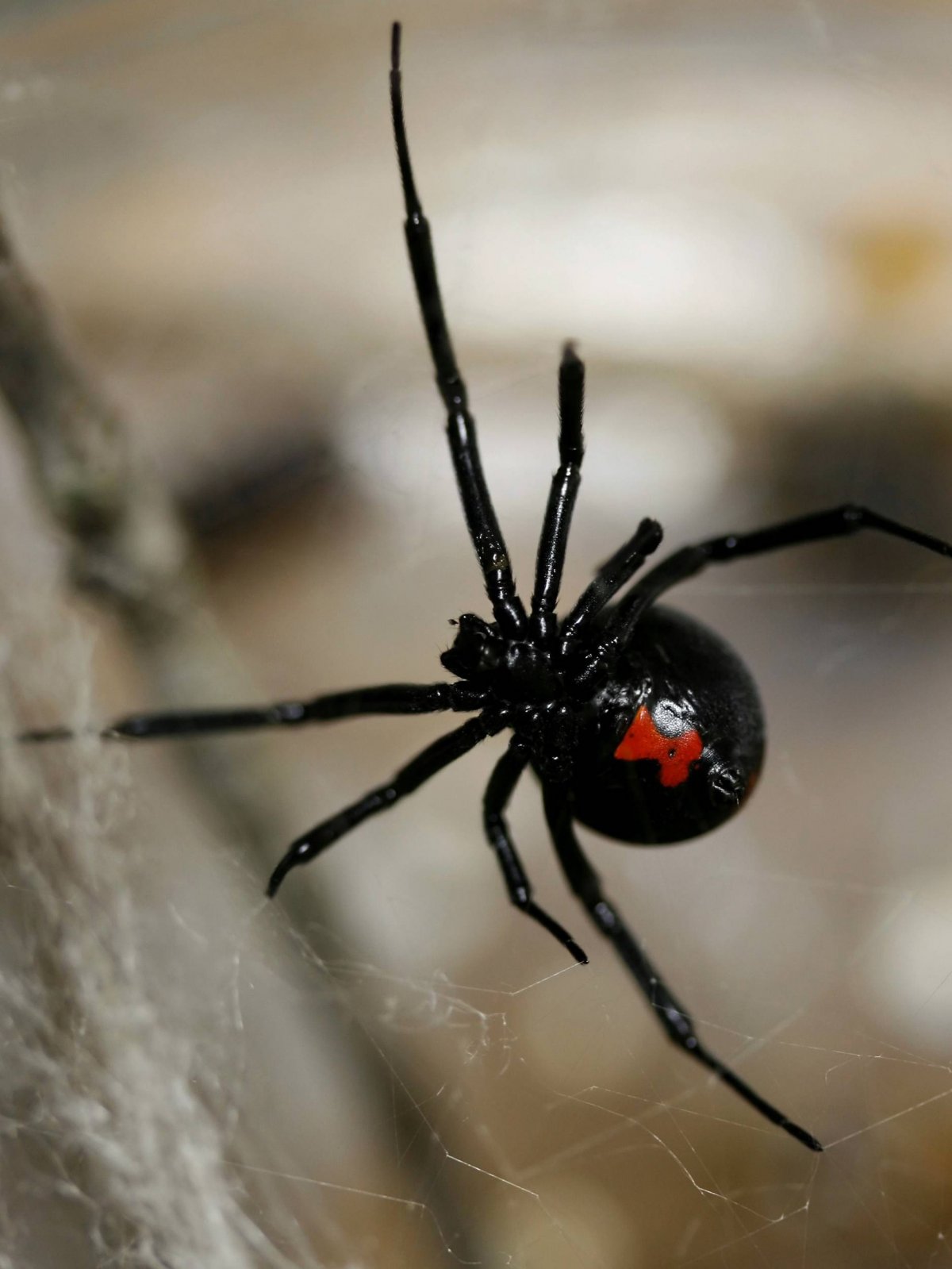 Паутина каракурта