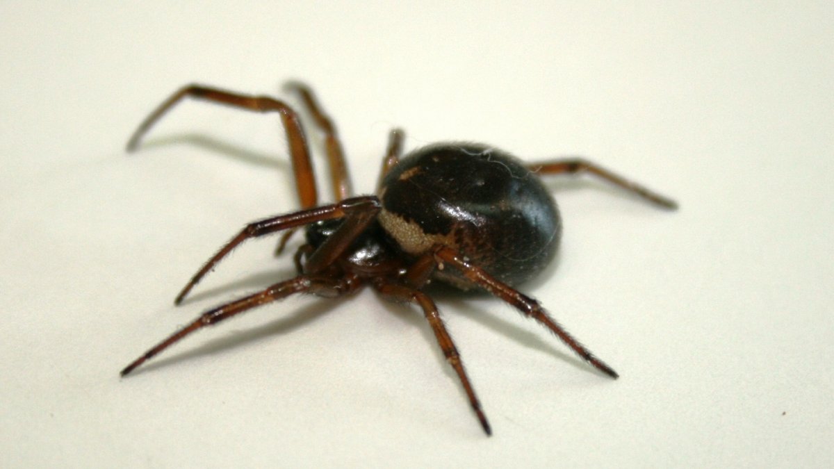 Steatoda Nobilis паук