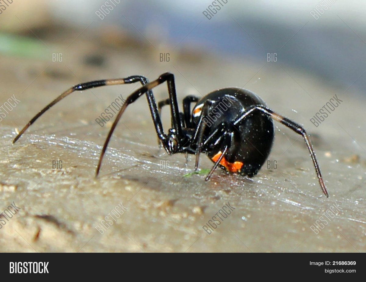 Самый опасный паук на планете