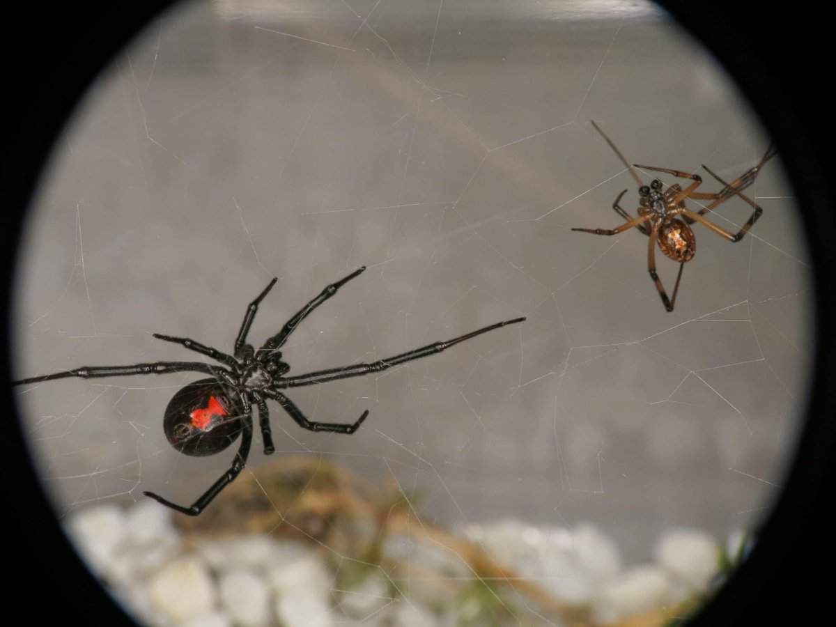 Стеатода Каштановая