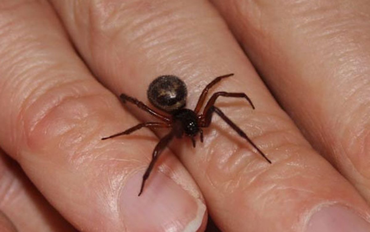 Latrodectus hasselti паук