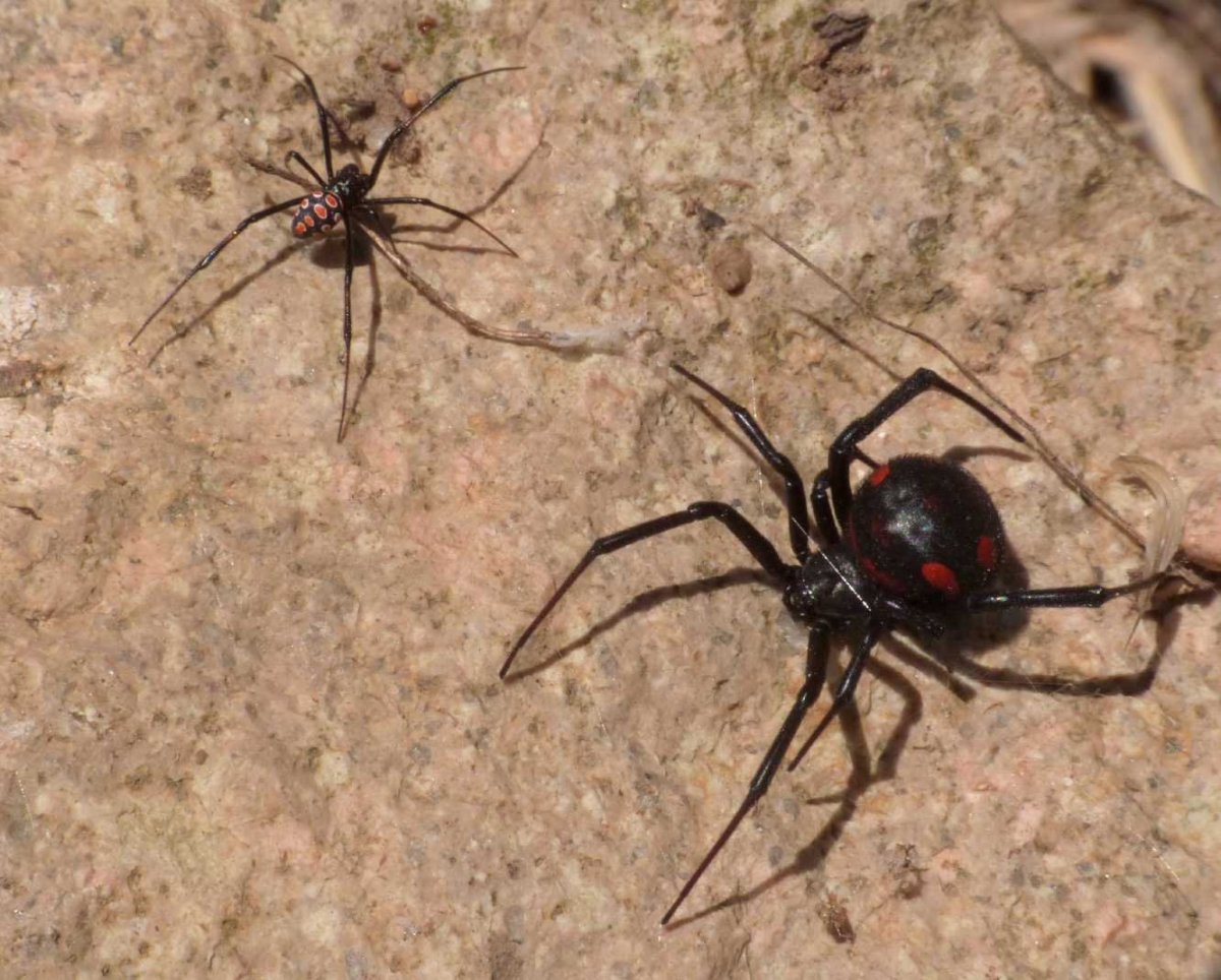 Красноспинный паук австралийская вдова
