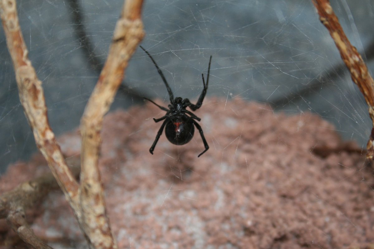 Родственники пауков