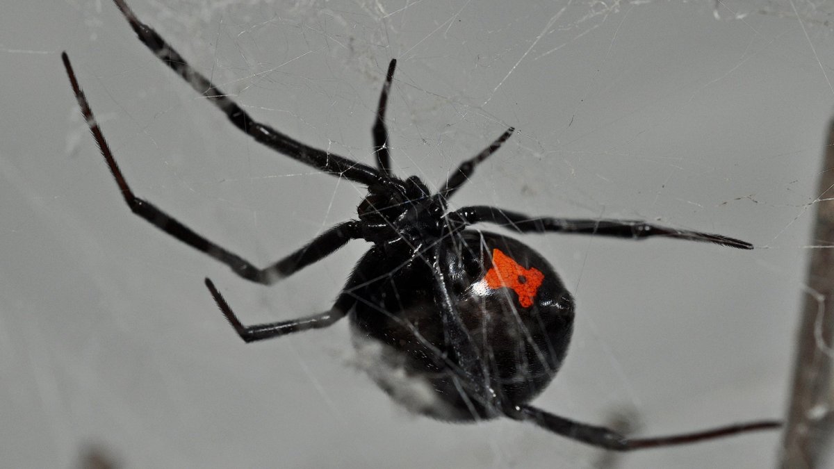 Стеатода Гросса