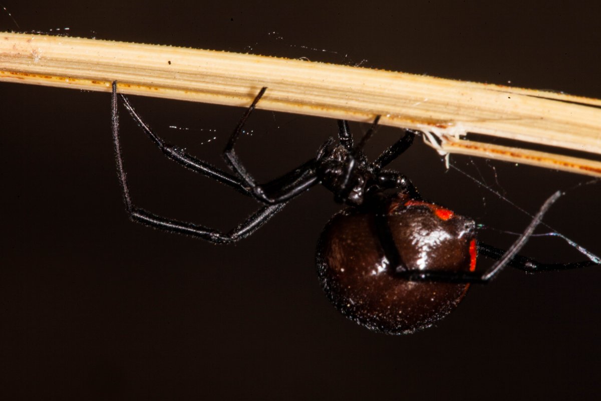 Паук с боку