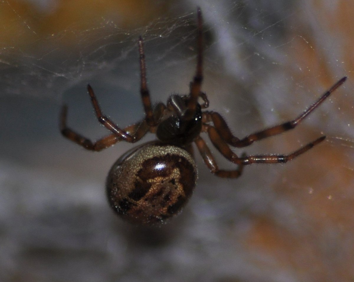 Чёрная вдова паук