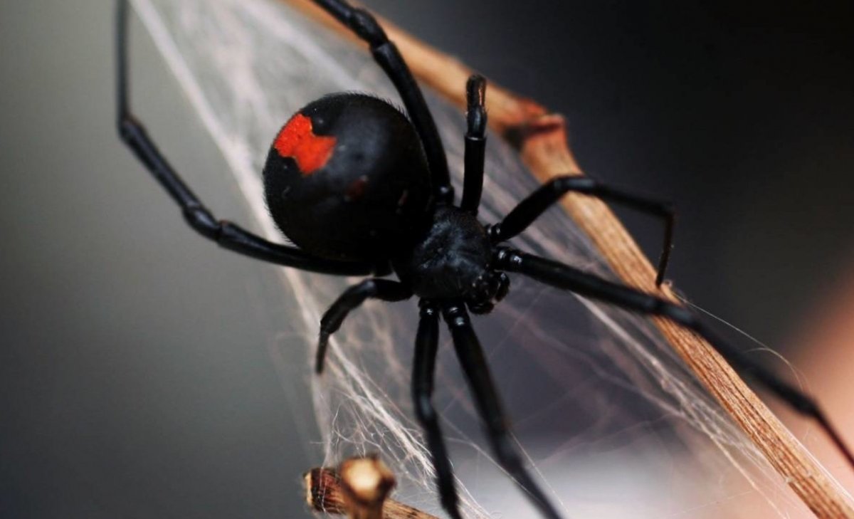 Чёрная вдова паук