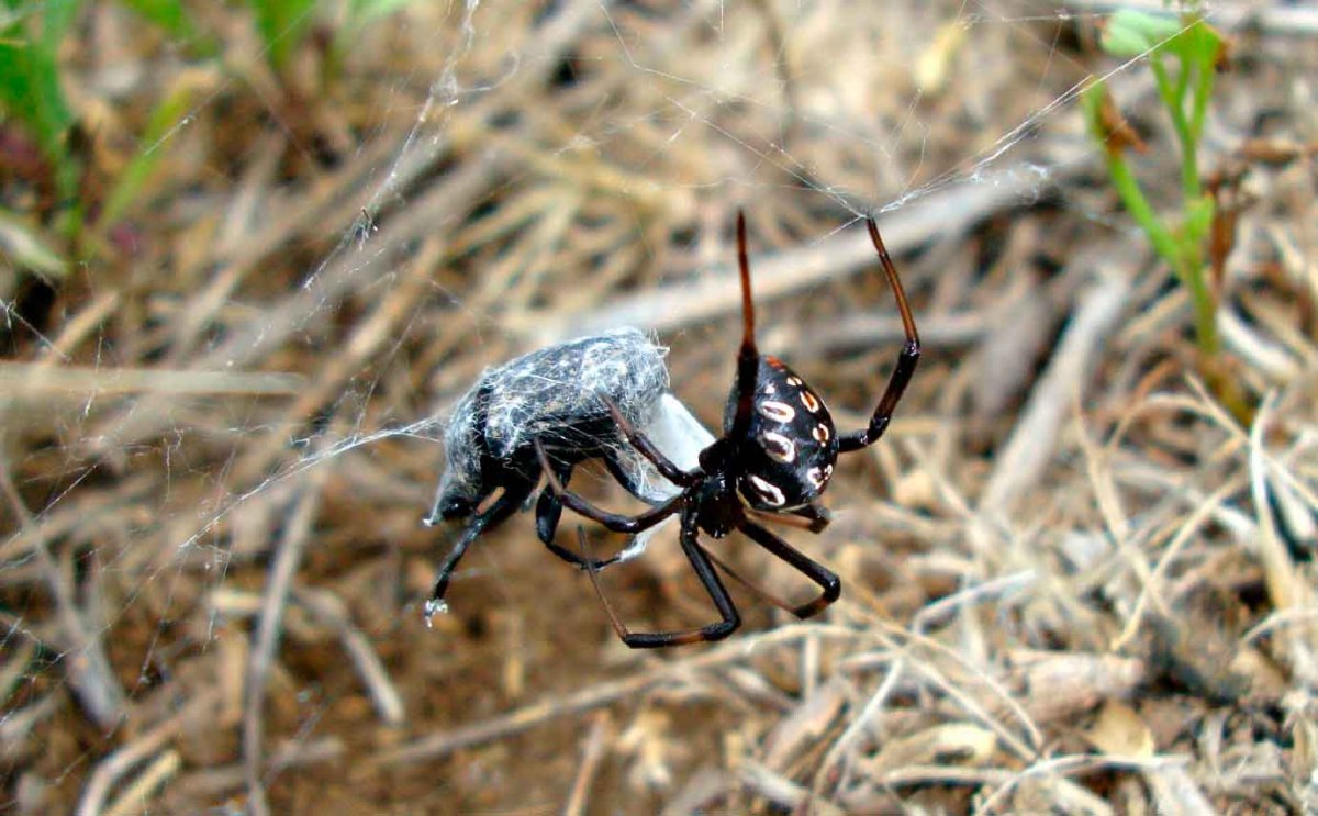 Паук катипо