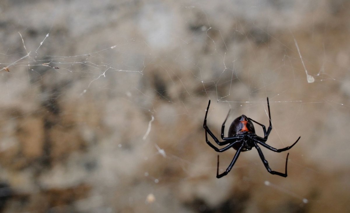 Latrodectus variolus