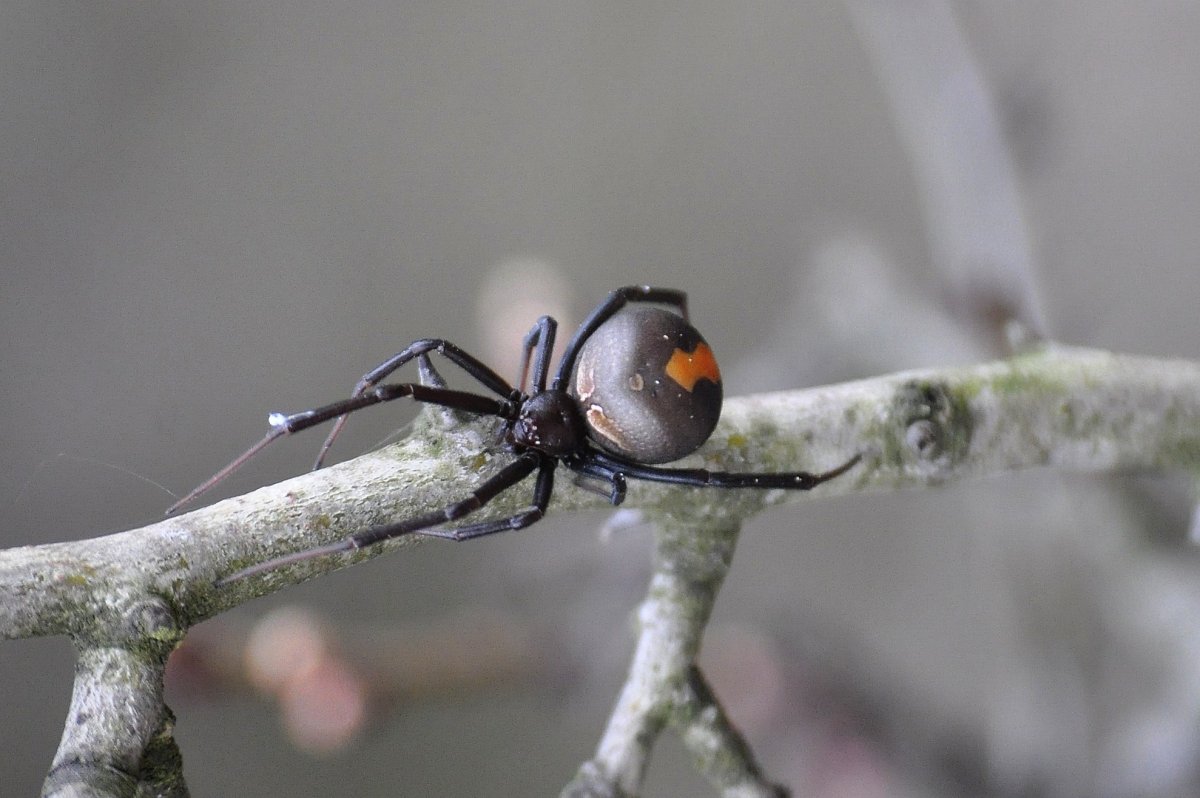 Ложная чёрная вдова паук