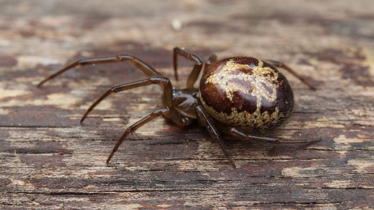 Кровь каракурта