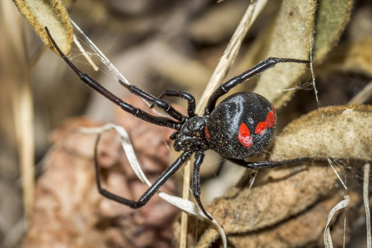 Чёрная вдова паук Австралия