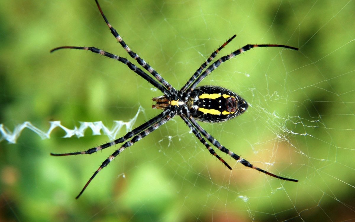 Argiope lobata паук