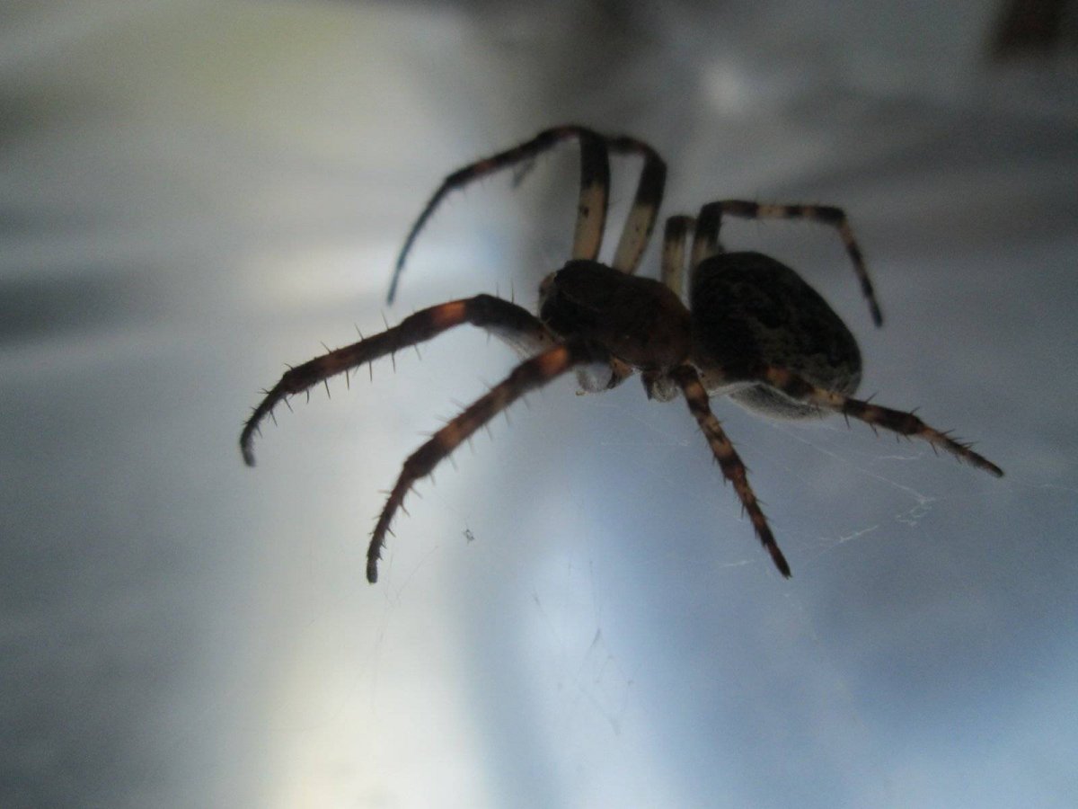 Паук кругопряд Larinioides ixobolus